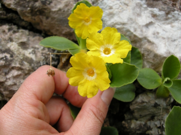 Primula auricula / Primula orecchia d''orso